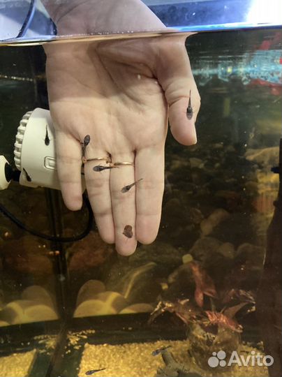 Сом номерной, креветки кольцерукие, гуппи эндлера