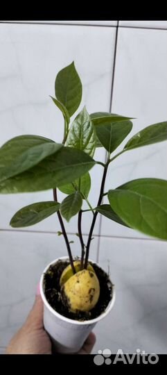 Авокадо растение