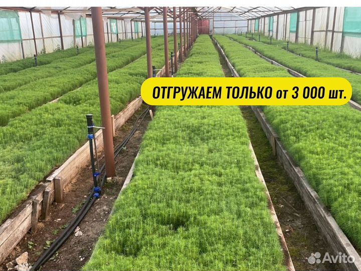 Саженцы ели зкс от производителя