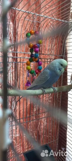 Выставочный волнистый попугай, самец