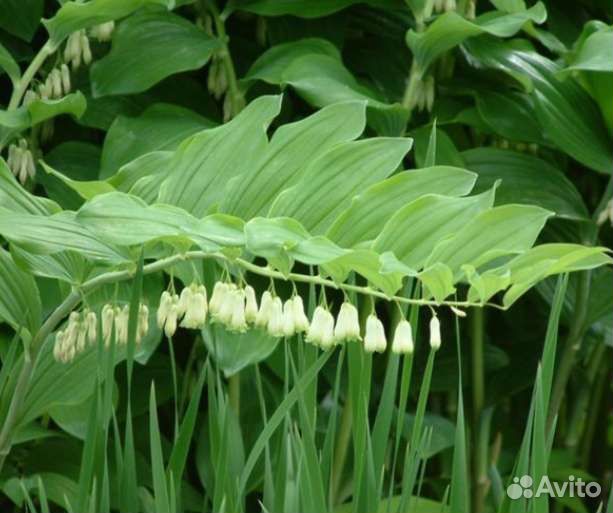 Купена (синдрик, Соломонова печать)