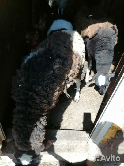 Овцы бараны