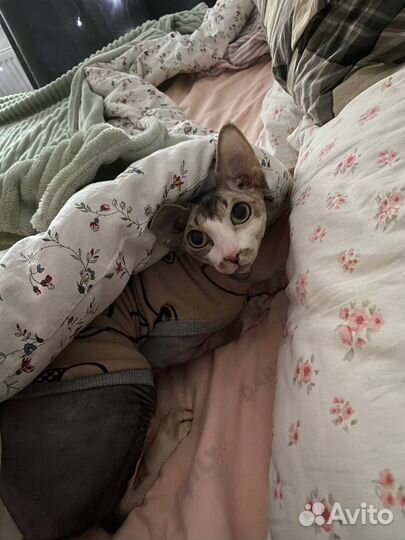 Кошка сфинкс