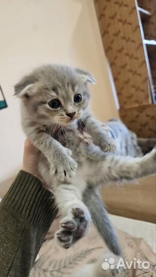 Британские котята