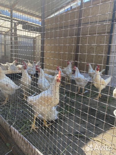Цыплята несушки 2 месяца