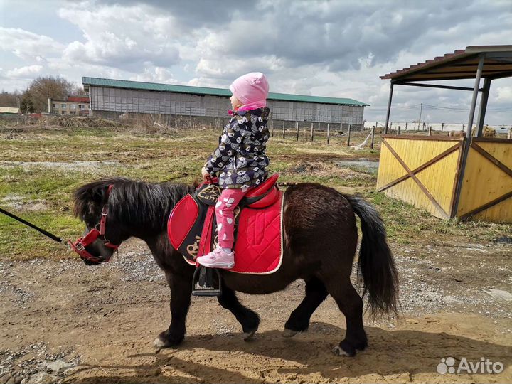 Конные прогулки Одинцово