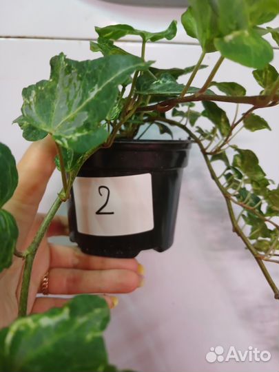 Плющ (хедера) 2