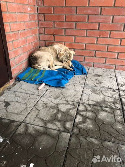 Найдена собака