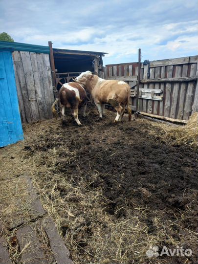 Быки на мясо