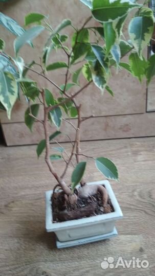 Бонсай фикус Бенджамина