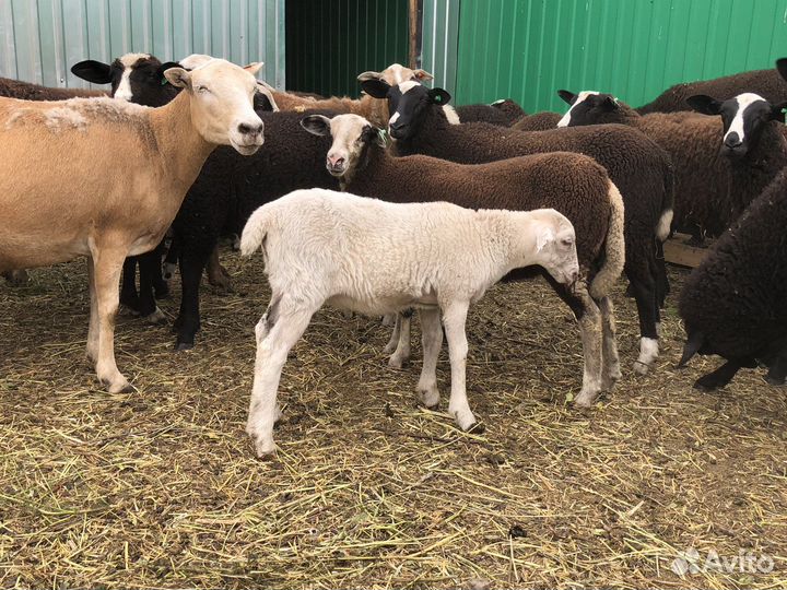 Катумские бараны