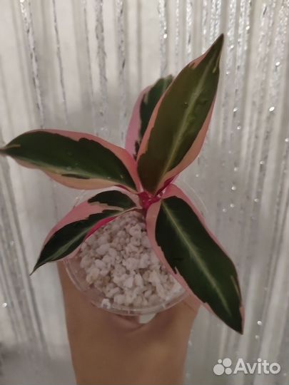 Строманта триколор