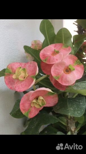 Эуфорбия, молочай Милли