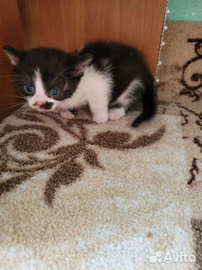 Отдам бесплатно в добрые руки