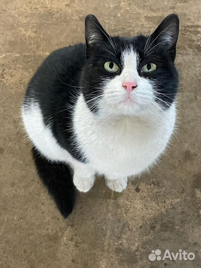 Кошка стерилизованная 2 года