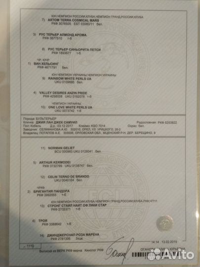 Бультерьер вязка