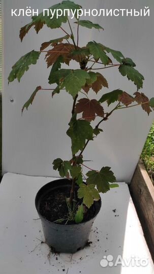 Саженцы клёнов редких видов