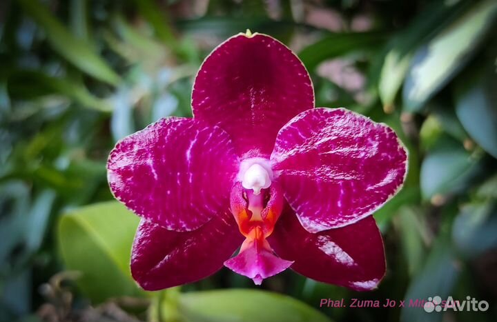 Орхидея Phal. Palace Reef, LD Gigan Sun и другие