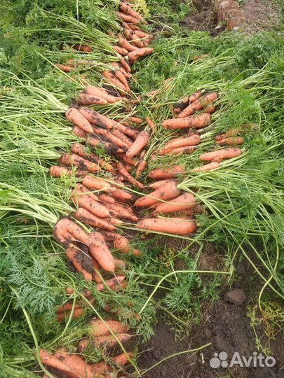 Морковь свежая