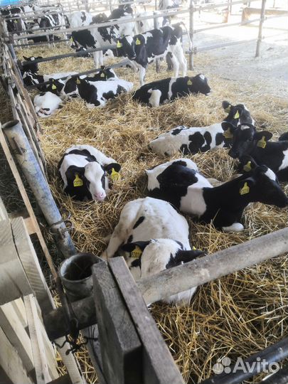 Телята мясной породы