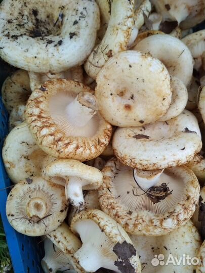 Грибы грузди