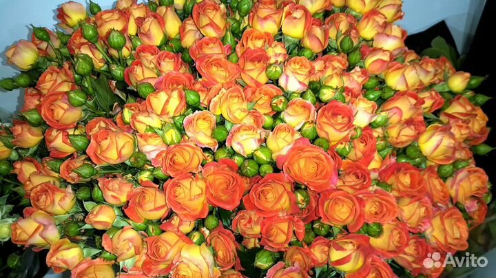 Букеты из Пионовидных и Кустовых Роз