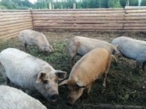 Свиноматки и боровы венгерской мангалицы