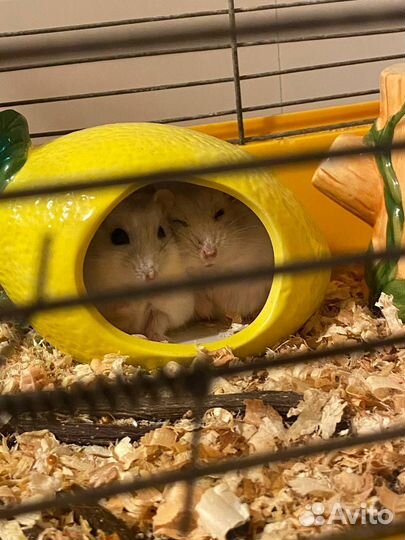 Сирийский хомяк