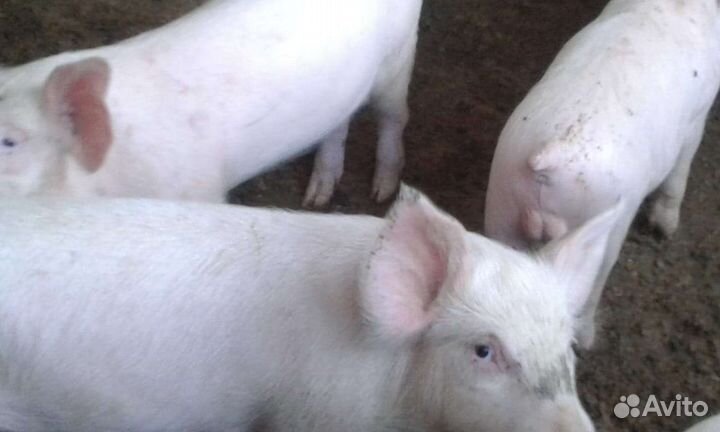 Поросята кб