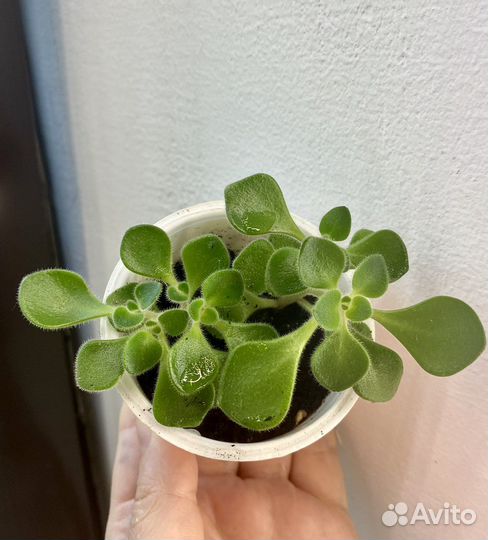 Аихризон - дерево любви и счастья