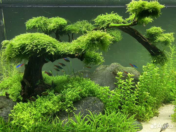 Рождественский мох