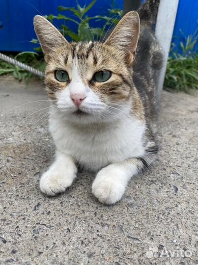 Кошка в добрые руки бесплатно