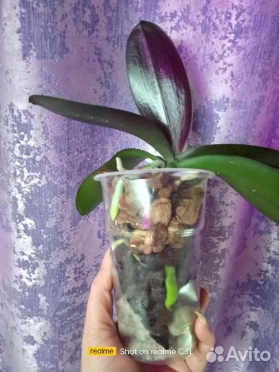 Орхидея фаленопсис