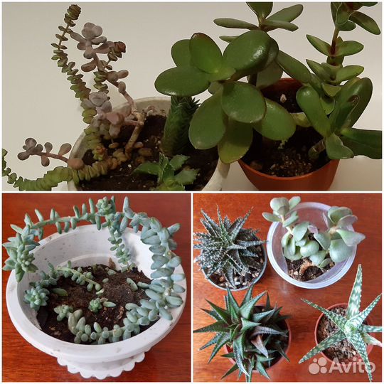 Суккуленты