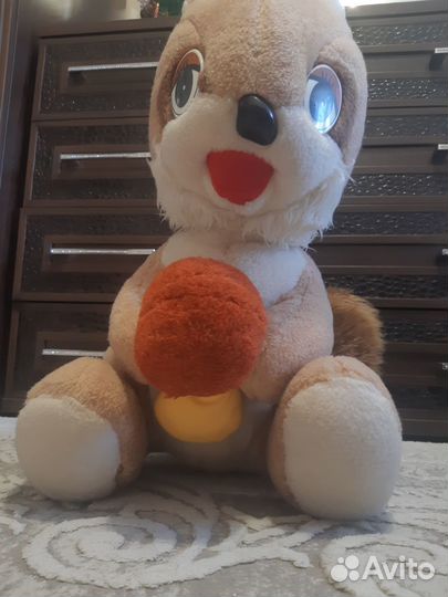 Белка домашняя