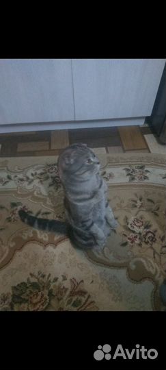 Кошка на вязку