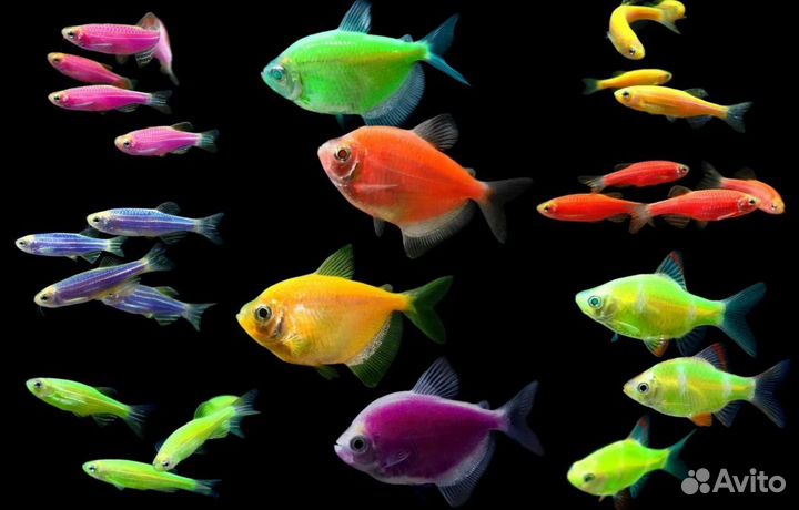 Аквариумные рыбки, доставка