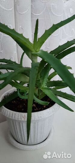 Алоэ лечебный