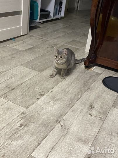 Отдам кота в добрые руки