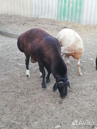 Курдючные бараны овцы