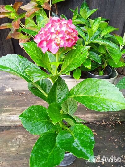 Гортензия макрофила