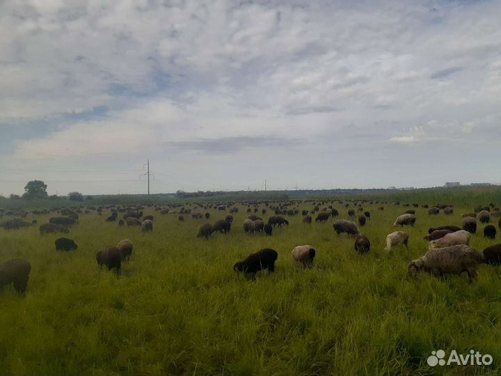 Овцы бараны ягнята