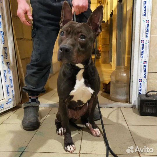 Собака в добрые руки