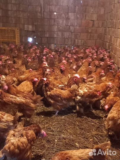 Куры красная