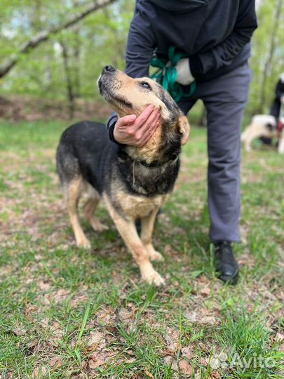 Собаки бесплатно