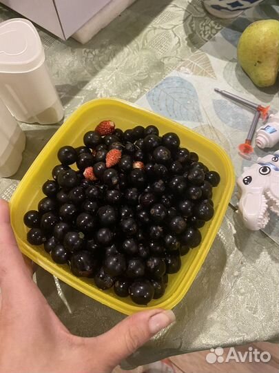 Смородина кусты