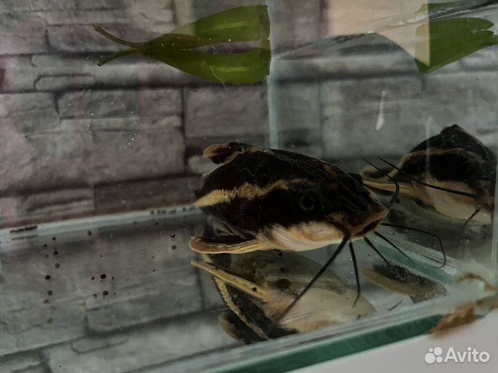 Аквариумные рыбки сомики