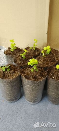 Вербейник монетчатый