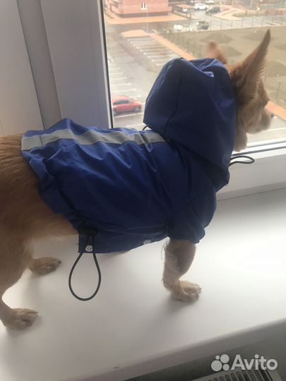 Одежда для животных