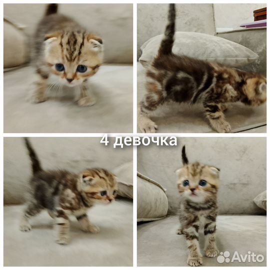 Шотландские котята